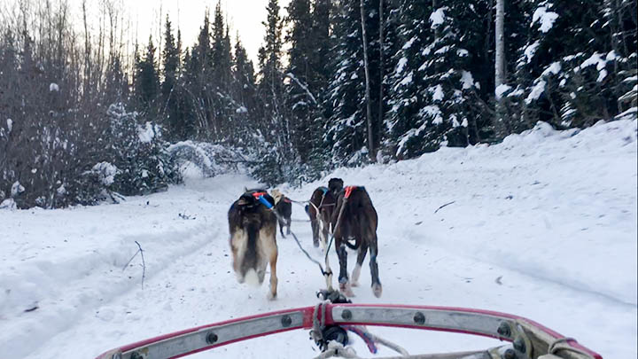 Dog Sledding Fairbanks | www.brunchnbites.com