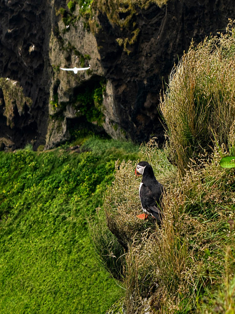 Puffin in Iceland